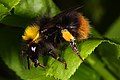 Markhumle (Bombus pratorum) (5722021637) .jpg