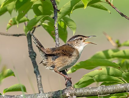 Marsh wren at Hammonasset Beach