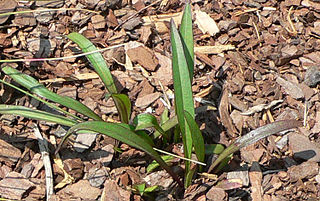 <i>Marshallia graminifolia</i> species of plant