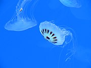 Medusas del acuario de Veracruz 08.jpg