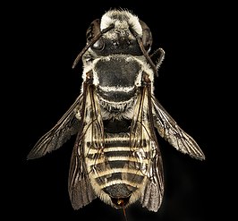 Megachile coquilletti