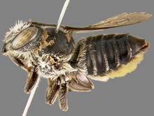 Megachile frigida.tif 