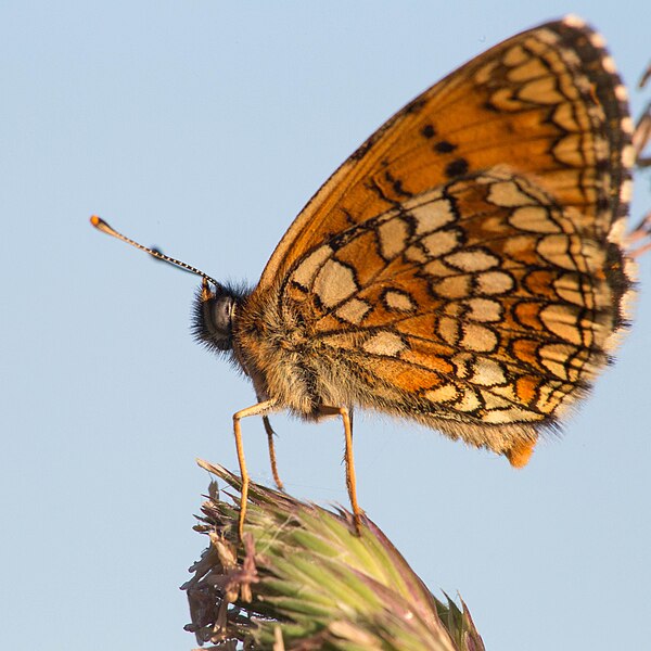 File:Melitaea athalia Tacheté Contre Plongée.jpg