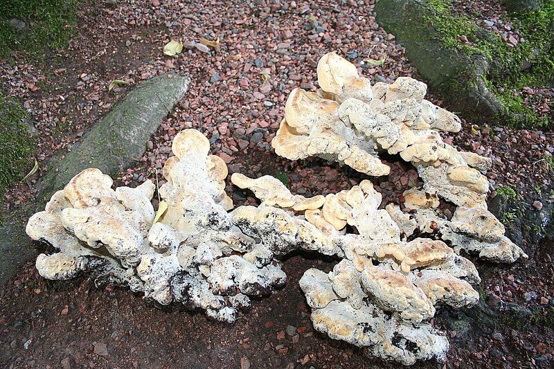 File:Meripilus giganteus JPG1.jpg