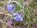 Mertensia (Blauglöckchen)