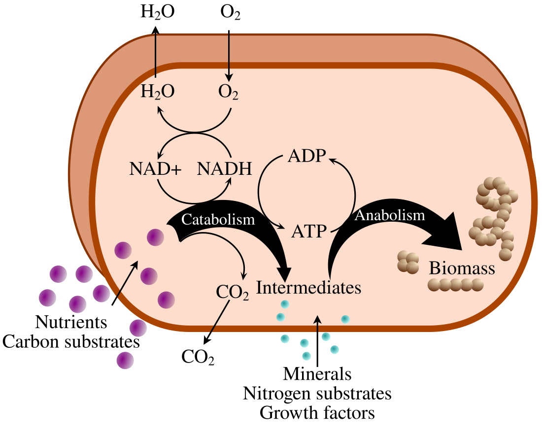 Metabolism