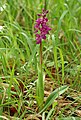 Orchis × loreziana Germany - Rhön