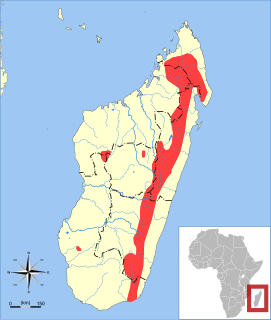 Majors long-tailed tenrec species of mammal