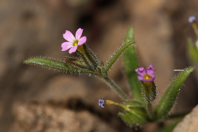 File:Microsteris gracilis 1774.JPG