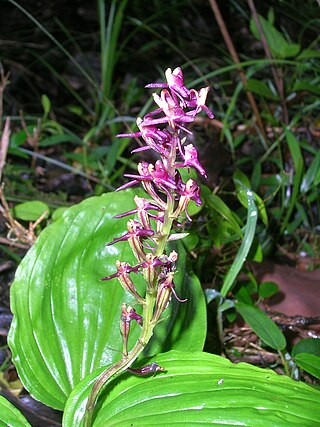 <i>Malaxis densiflora</i> Species of orchid