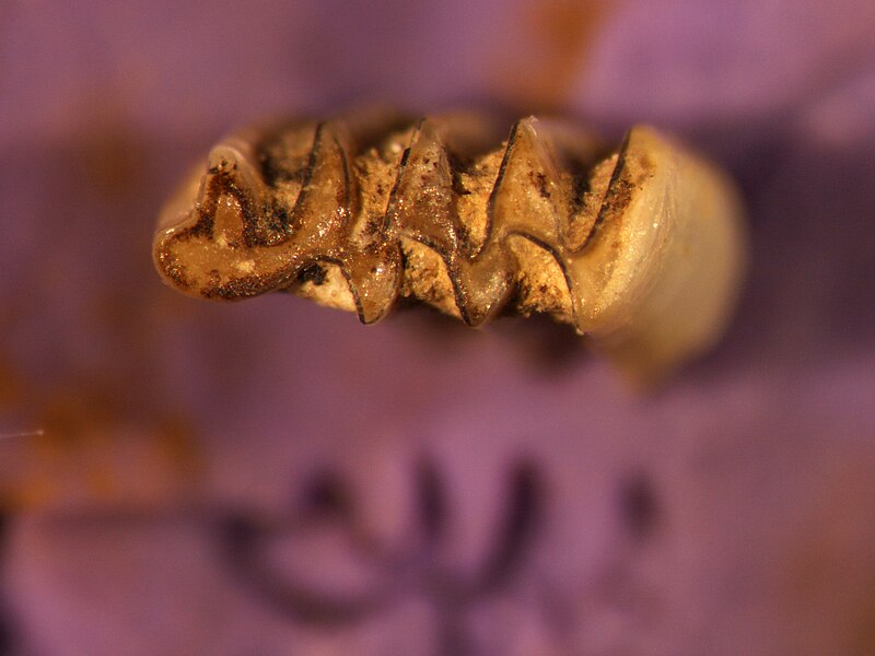 File:Microtus oeconomus teeth.jpg