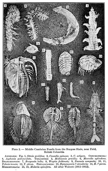 File:Middle Cambrian fossils. Wellcome M0006047.jpg