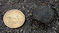 Midland painted turtle, young compared to Canadian dollar coin