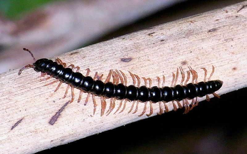 File:Millipede ferndale park.jpg