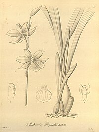 plate 47 Miltonia regnellii