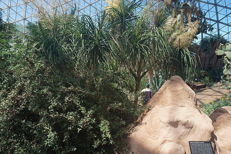 File:Mitchell Park Horticultural Conservatory July 2022 35 (Desert Dome).jpg