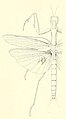 Mlangesorthoptro02saus 0179 fig 17 Oxyophthalma collaris Male.jpg