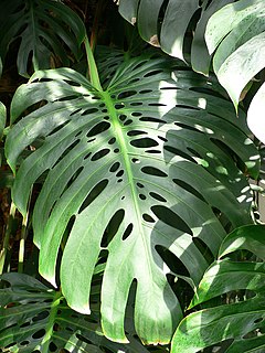 Perforate leaf