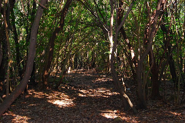  Parco Provinciale dei Monti Livornesi - sentiero Le Carrozzine