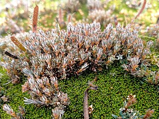 <i>Montitega dealbata</i> Species of alpine plant