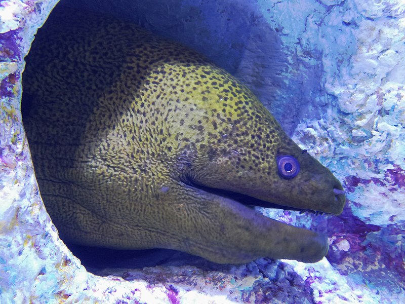 File:Moray eel in COEX Aquarium.jpg