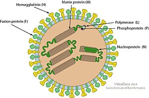 Morbillivirus