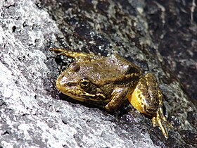 Mountain Yellow-Legged frog.jpg