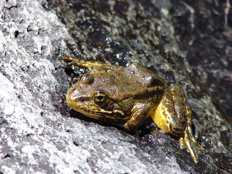 File:Mountain Yellow-Legged frog.jpg