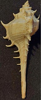 <i>Murex occa</i> Species of gastropod