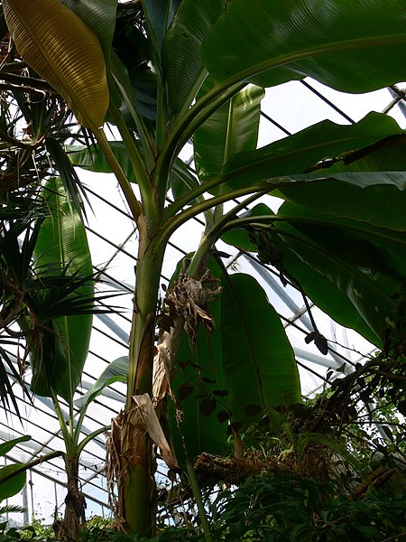 Musa sikkimensis.jpg