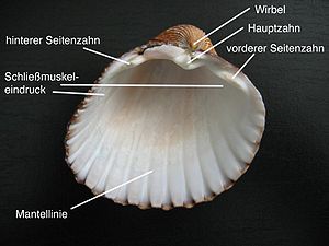 Muscheln: Wissenschaftliche Bezeichnung, Körperbau, Lebensweise