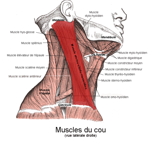 Sternocleidomastoider Muskel