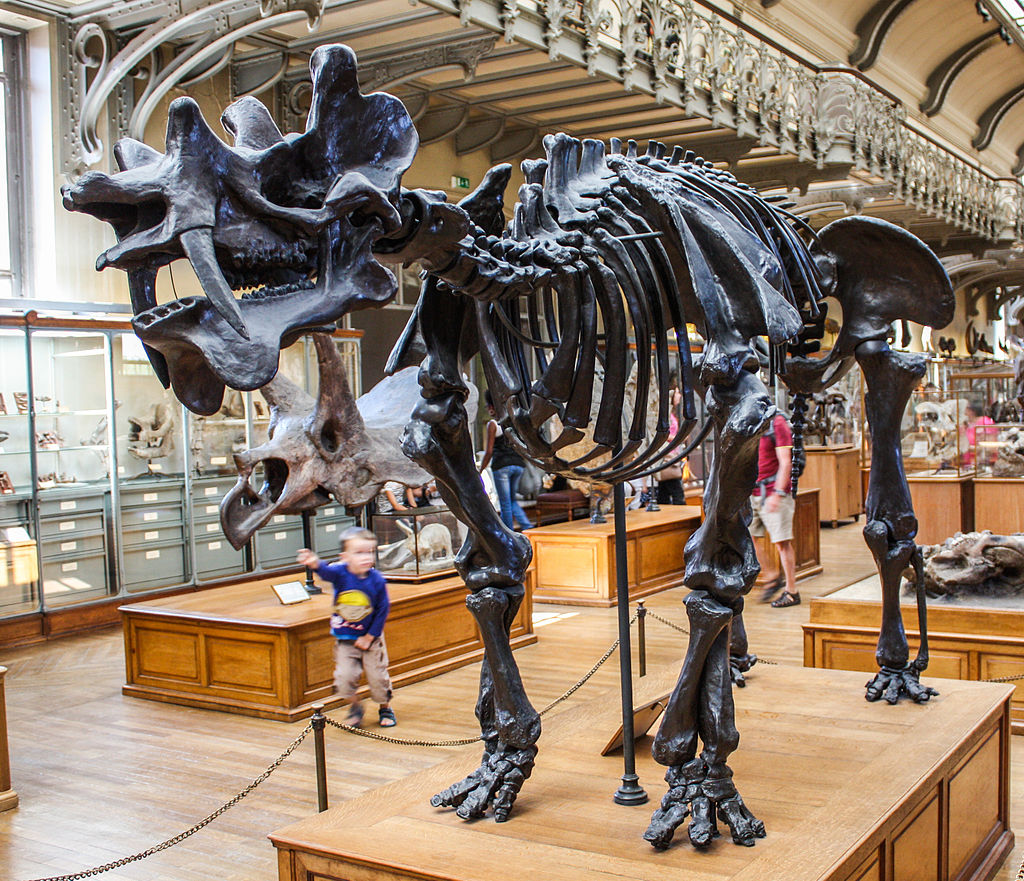 Museum of Natural History Uintatherium.jpg