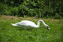 A mute swan grazing Mute swan foraging grass (5).jpg