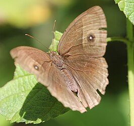 Mycalesis visala