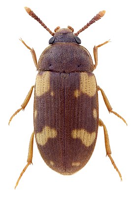 Mycetophagus piceus