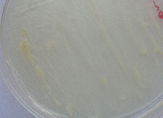 <i>Mycobacterium abscessus</i> species of bacterium