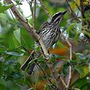 Myiodynastes maculatus-Streaked Flycatcher