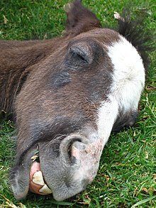 The "milk teeth" of a foal are short and oval-shaped Napping Colt.JPG