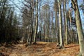 Čeština: Národní přírodní památka Bílichovské údolí, okres Kladno, Česko English: National natural monument Bílichovské údolí, Kladno District, Czechia Camera location 50° 14′ 55.43″ N, 13° 53′ 27.35″ E  View all coordinates using: OpenStreetMap