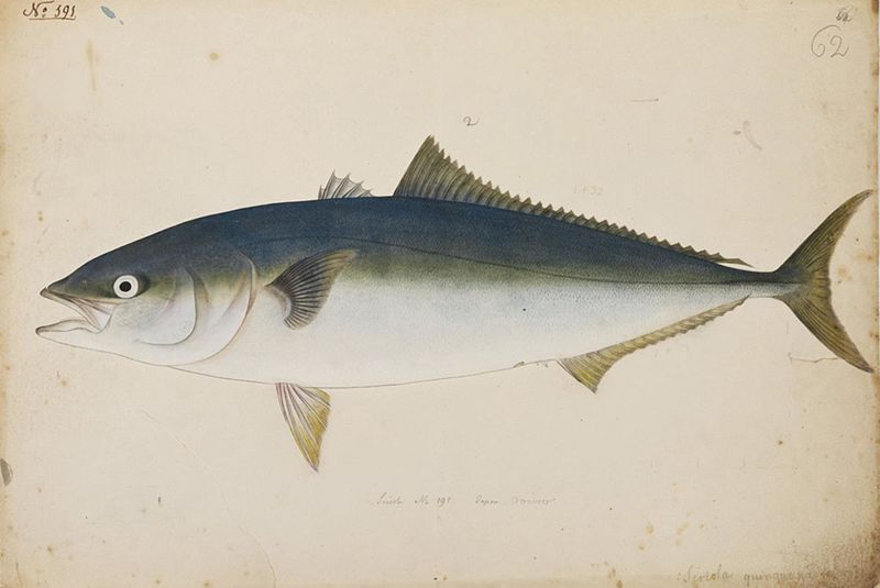 File:Naturalis Biodiversity Center - RMNH.ART.197 - Seriola quinqueradiata Temminck and Schlegel - Kawahara Keiga - 1823 - 1829 - Siebold Collection - pencil drawing - water colour.jpeg