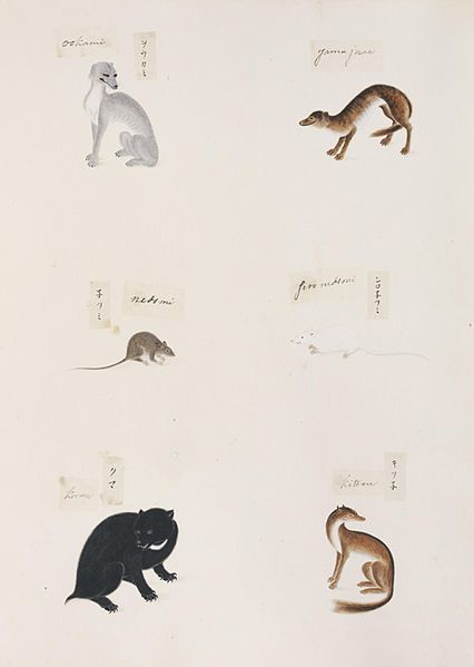 File:Naturalis Biodiversity Center - RMNH.ART.297 - Canis lupus hodophilax - Kawahara Keiga - 1823 - 1829 - Siebold Collection - pencil drawing - water colour.jpeg