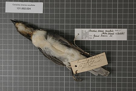 Tập_tin:Naturalis_Biodiversity_Center_-_RMNH.AVES.123607_1_-_Coracina_cinerea_cucullata_(Milne-Edwards_&_Oustalet,_1885)_-_Campephagidae_-_bird_skin_specimen.jpeg