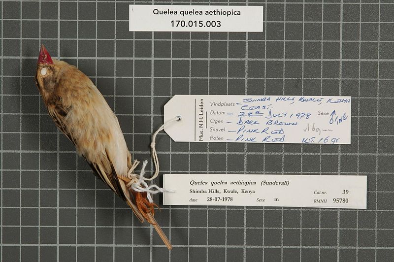 File:Naturalis Biodiversity Center - RMNH.AVES.95780 1 - Quelea quelea aethiopica (Sundevall, 1850) - Ploceidae - bird skin specimen.jpeg