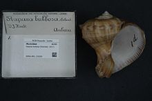 Naturalis биоалуантүрлілік орталығы - RMNH.MOL.130280 - Rapana bulbosa (Solander, 1817) - Muricidae - Mollusc shell.jpeg