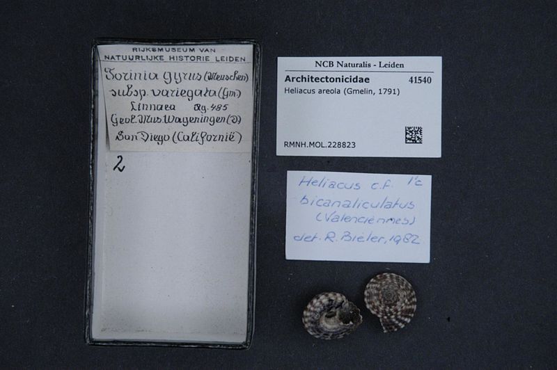 File:Naturalis Biodiversity Center - RMNH.MOL.228823 - Heliacus areola (Gmelin, 1791) - Architectonicidae - Mollusc shell.jpeg