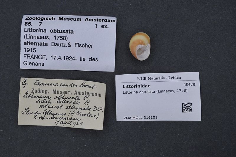 File:Naturalis Biodiversity Center - ZMA.MOLL.319101 - Littorina obtusata (Linnaeus, 1758) - Littorinidae - Mollusc shell.jpeg