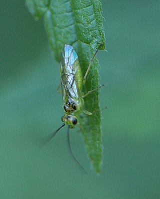 <span class="mw-page-title-main">Nematini</span> Tribe of sawflies