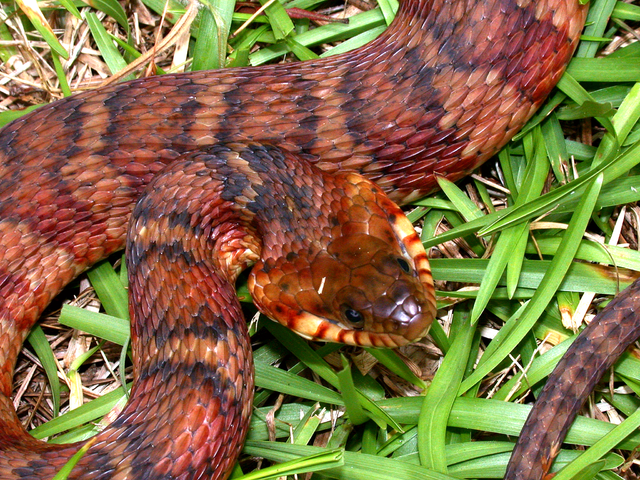 Cobrinha da Sinuca!!🐍 FORTÍSSIMO com uma mão na pescada!! 