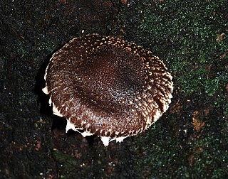 <i>Lentinula novae-zelandiae</i> Species of fungus